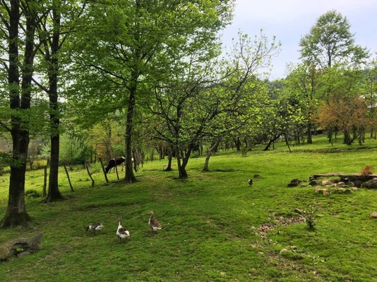 ویلا جنگلی روستایی دربست(ماسال)