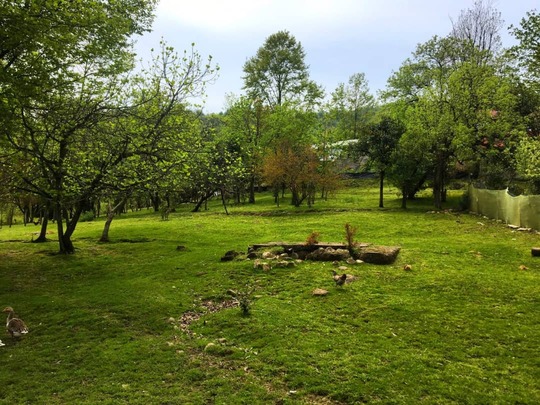 ویلا جنگلی روستایی دربست(ماسال)