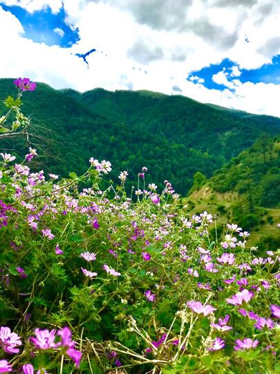 بوم گردی دییر