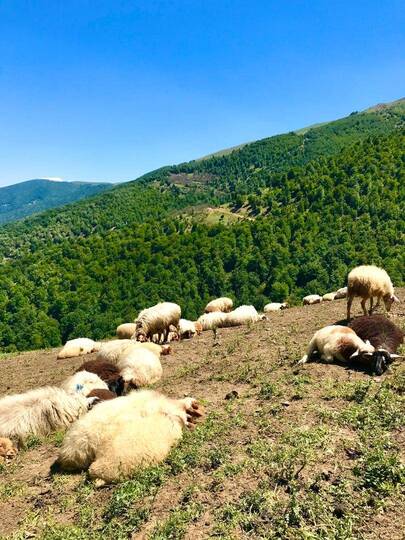 بوم گردی دییر