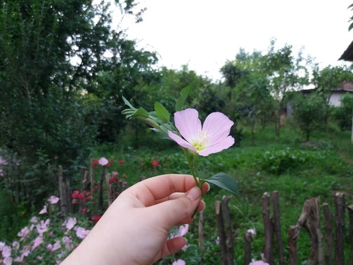 بومگردی خانه خورشید (اتاق دو )