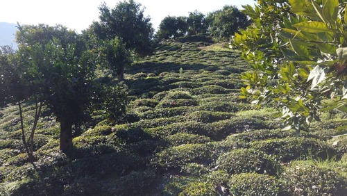 کلبه سنتی جنگلی ( دالخانی )