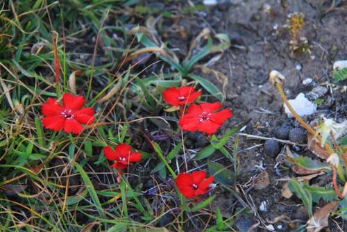 قله 4466 متری بازاردوزی، بام کشور آذربایجان