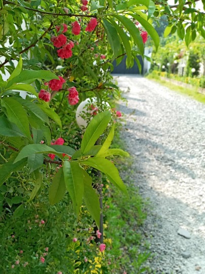  بو گردی باغ سالار رشت سوئیت یک خواب شماره یک