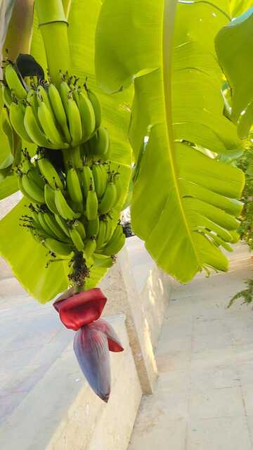 ویلا لوکس چالوس