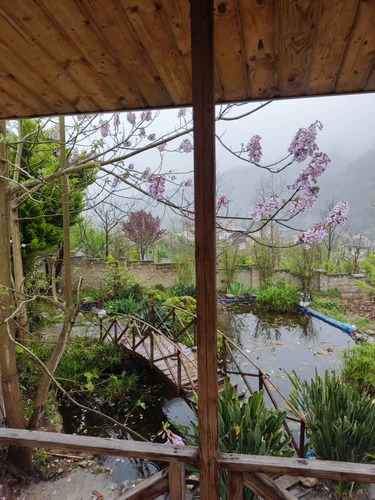 ویلا گل شمعدانی