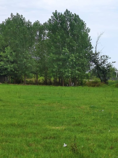 ویلا اطراف رشت